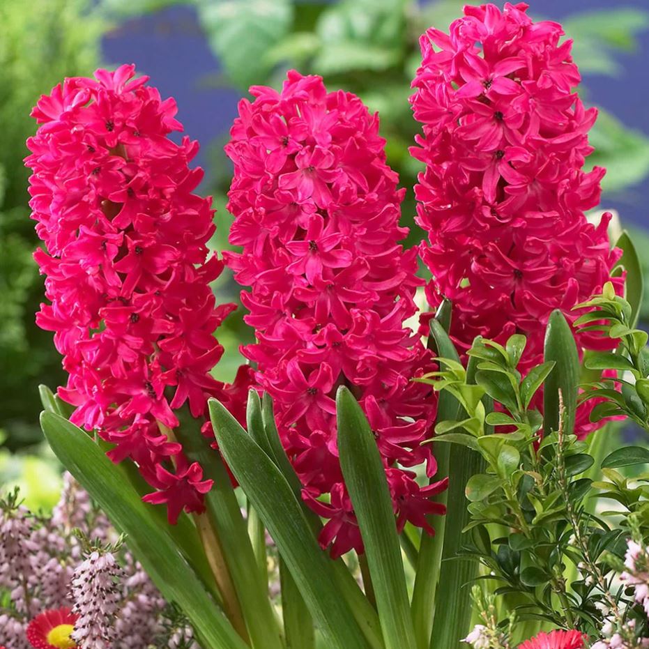 Hyacinthus orientalis 'Jan Bos'